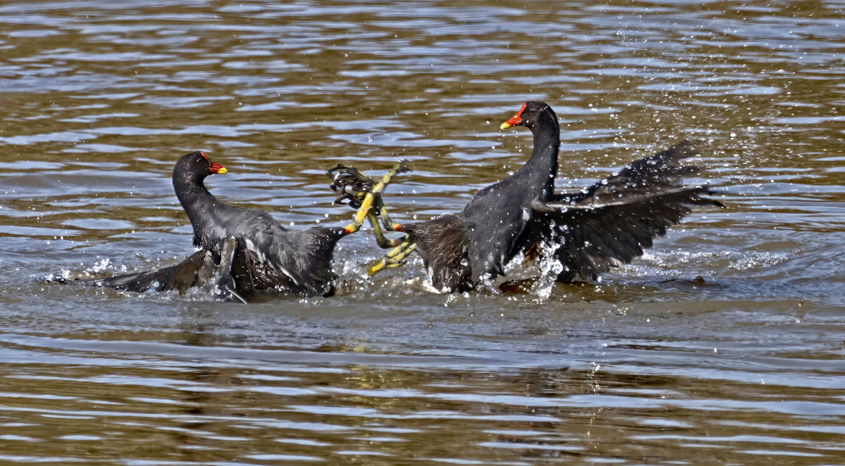 4th - Moorhen Dispute - Pat Johnston